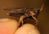 Tetrix subulata